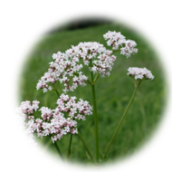 Valeriana officinalis